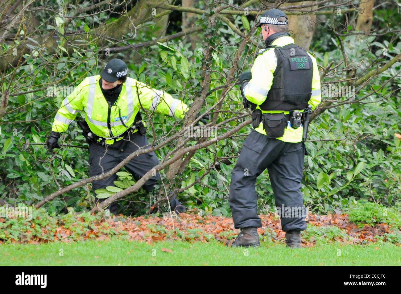 Belfast, Northern Ireland, UK. 11th December, 2014. Police from the Police Service of Northern Ireland search bushes for security threats during a VIP visit Credit:  Stephen Barnes/Alamy Live News Stock Photo