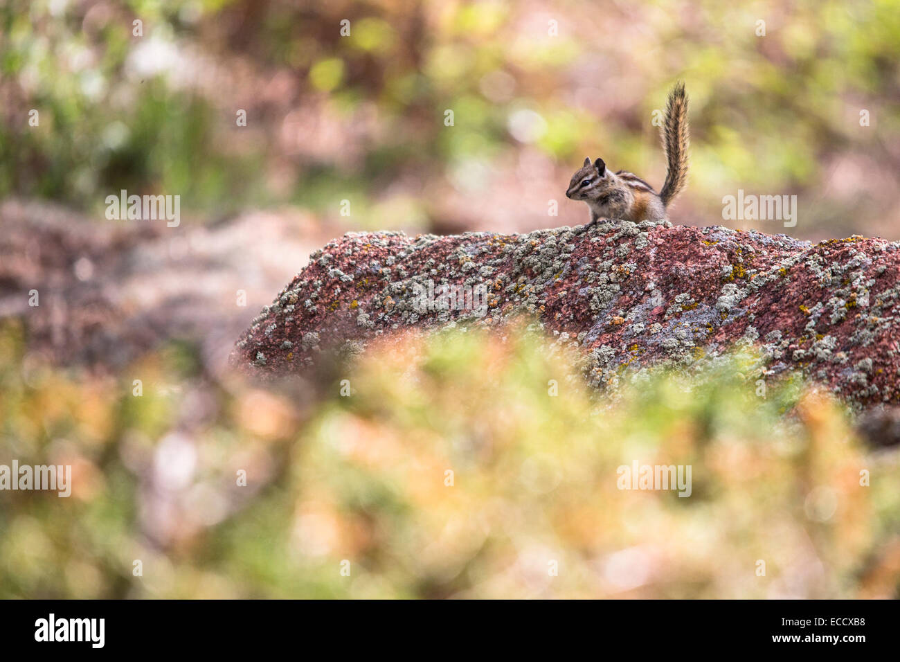 Chipmunks in parks hi-res stock photography and images - Alamy