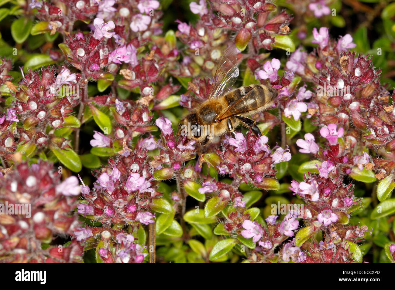 Honey Bee (Apis mellifera) feeding on Thyme (Thymus) flower in garden Cheshire UK June 2309 Stock Photo