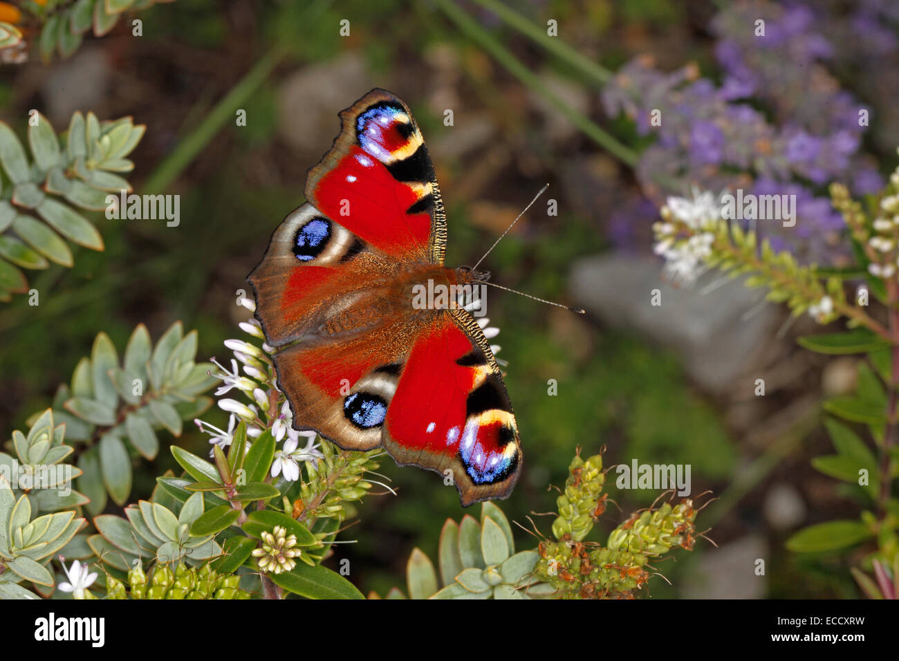 Peacock Butterfly (Aglais io) on Hebe flower in garden Cheshire UK August 2971 Stock Photo