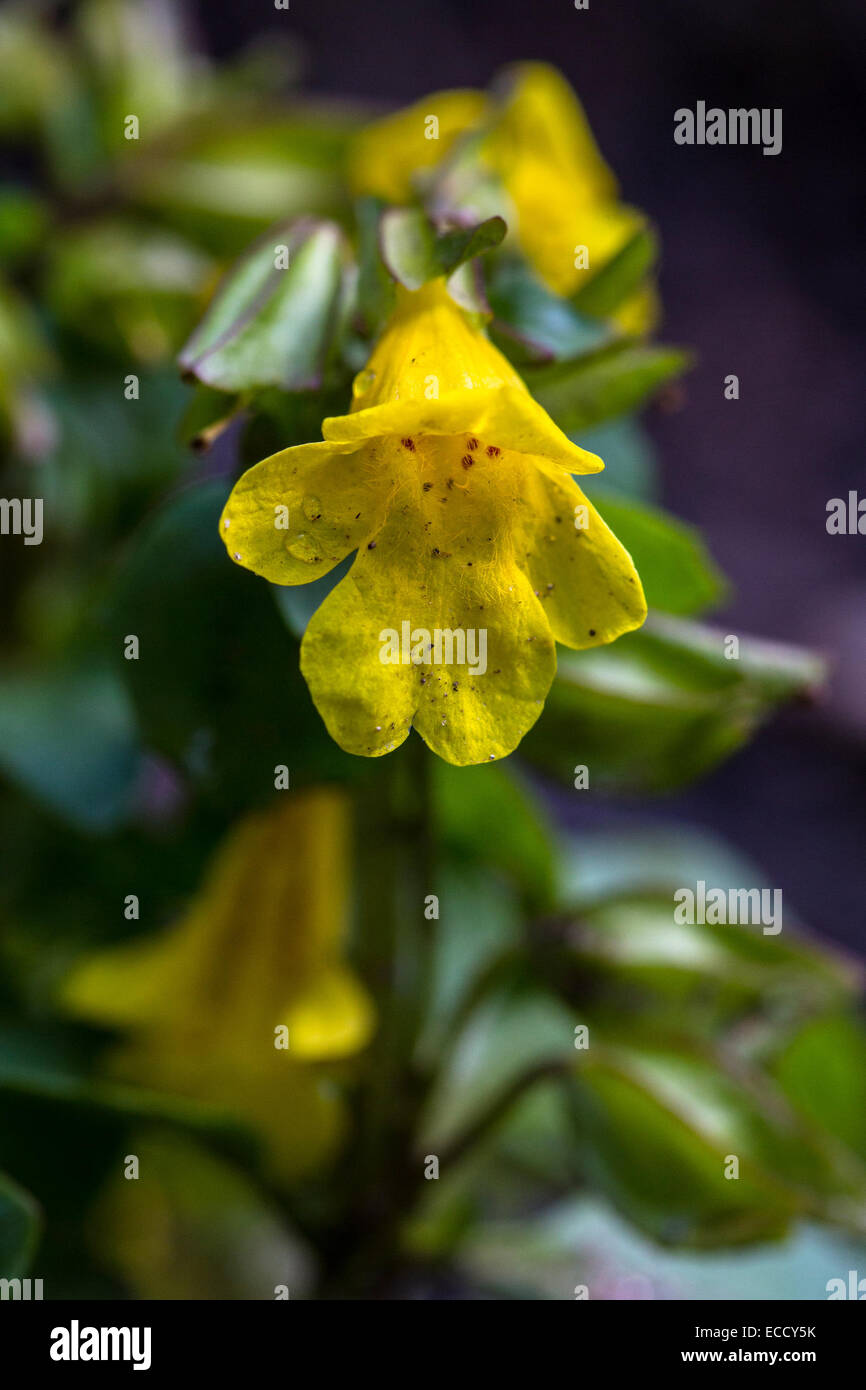 Common Monkey flower Mimulus guttatus Stock Photo Alamy