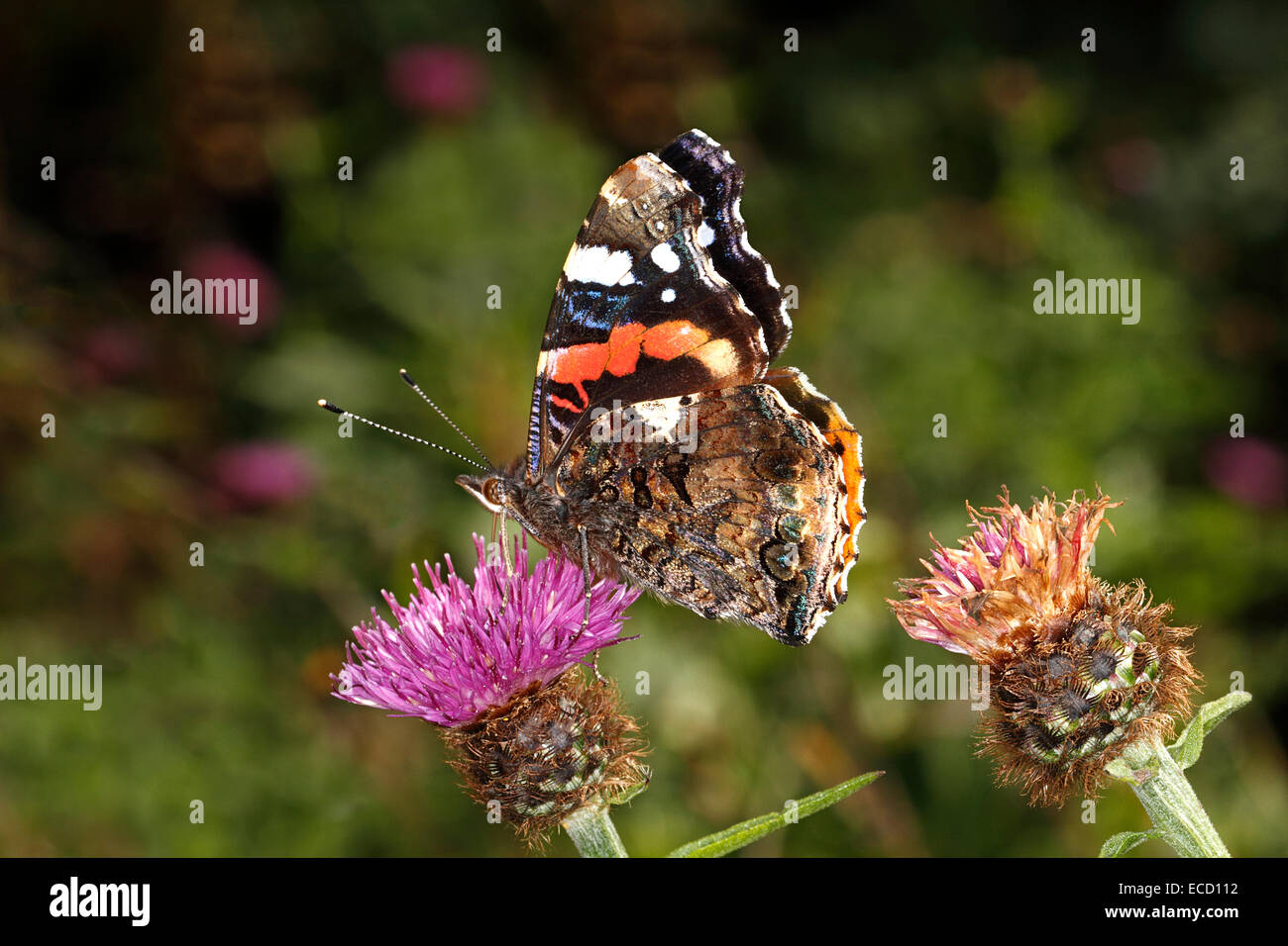 Red Admiral Butterfly (Vanessa atalanta) feeding on Knapweed (Centaurea nigra) showing underwing North Wales UK September Stock Photo
