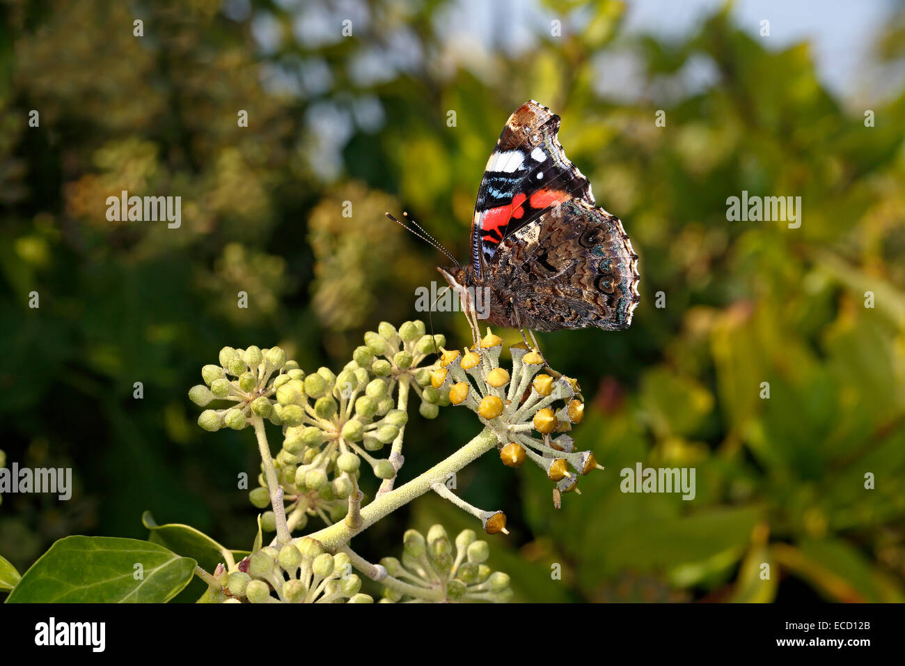 Red Admiral Butterfly (Vanessa atalanta) feeding on Ivy (Hedera helix) flower growing on wall in village UK September 59807 Stock Photo