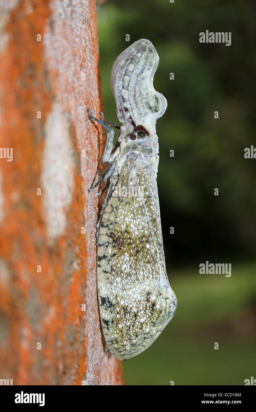Peanut-head Bug Fulgora laternaria on the Trunk of a Negrito Tree Simaruba glauca Stock Photo