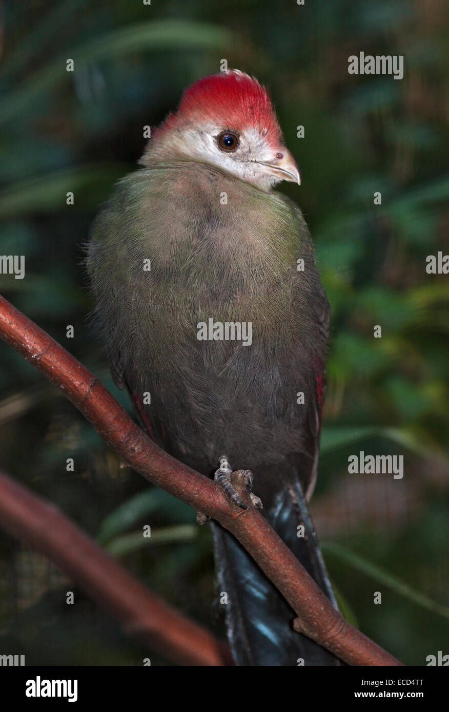 Red Crested Turaco (tauraco erythrolophus) juvenile Stock Photo