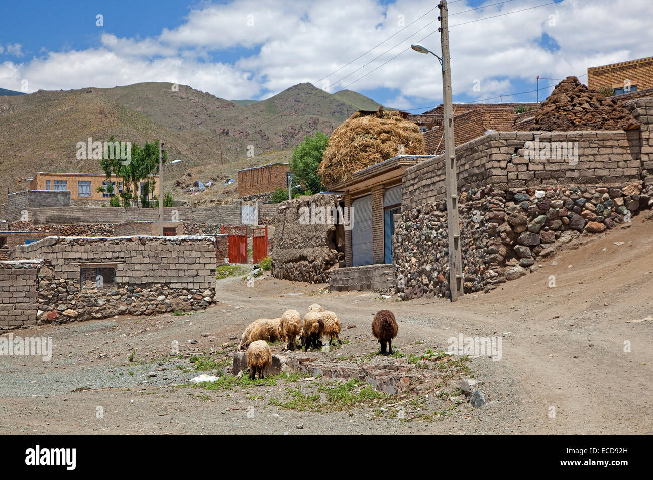 Flock of sheep in street of the dusty, small border town Qotur, West Azerbaijan, Iran Stock Photo