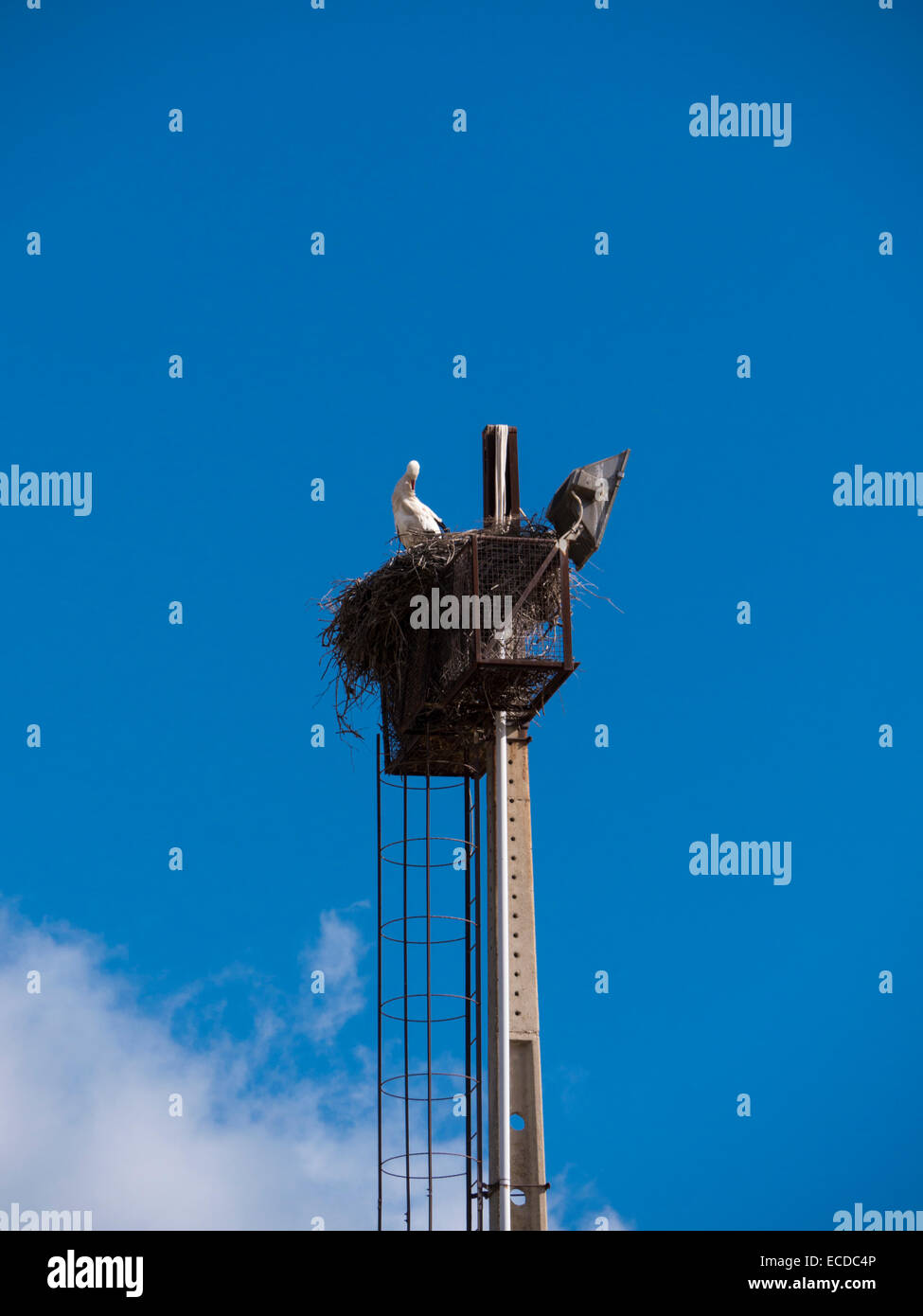 Stork on nest, Estadio Municipal de Tavira, Tavira, Algarve, Portugal, February 2014 Stock Photo