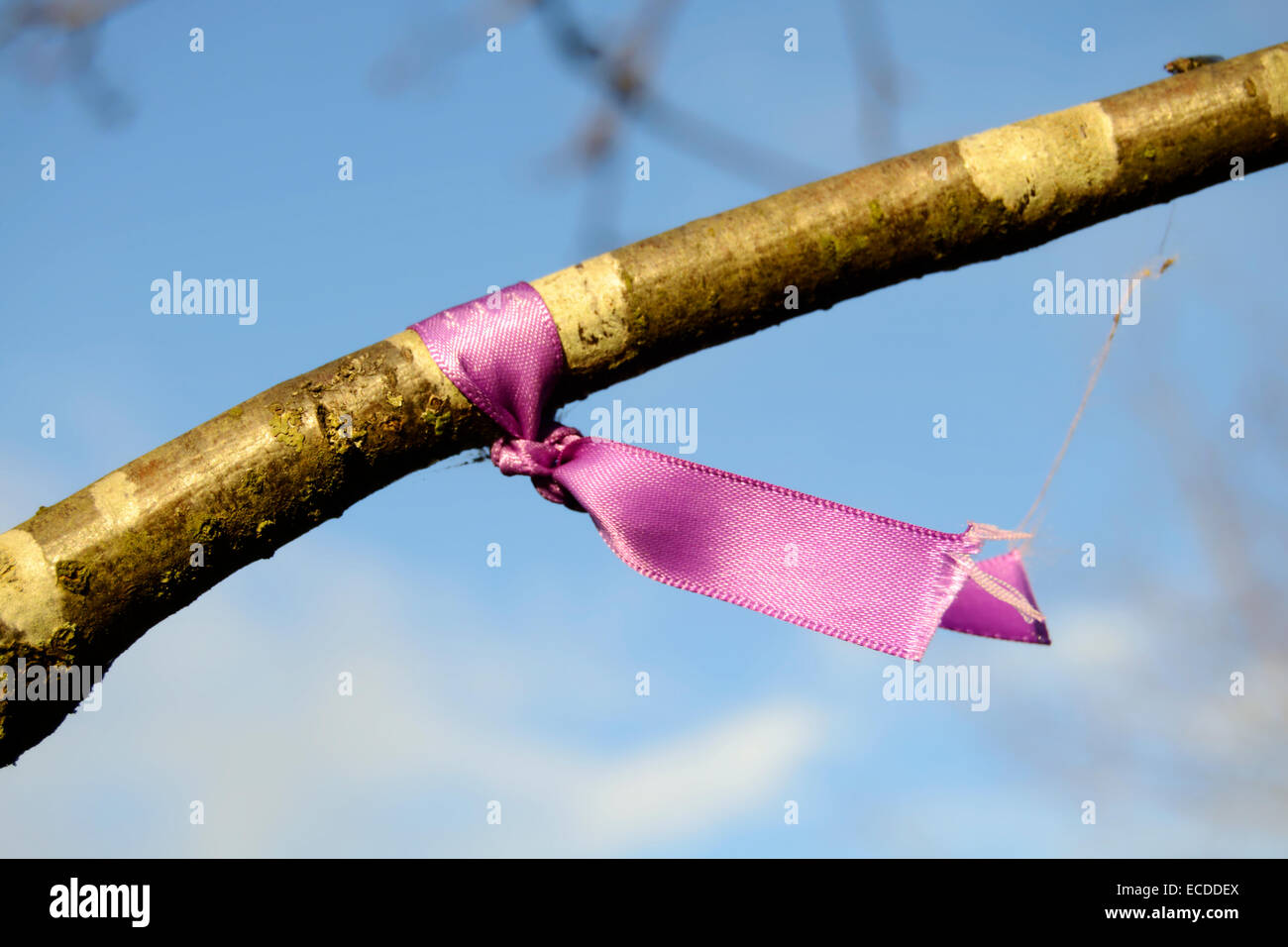 Purple ribbon tied to a tree branch Stock Photo Alamy