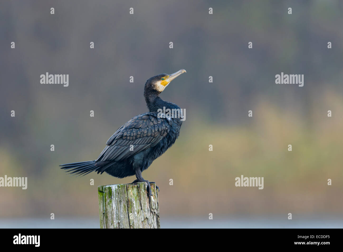 Kormoran, Phalacrocorax carbo, Great Black Cormorant Stock Photo