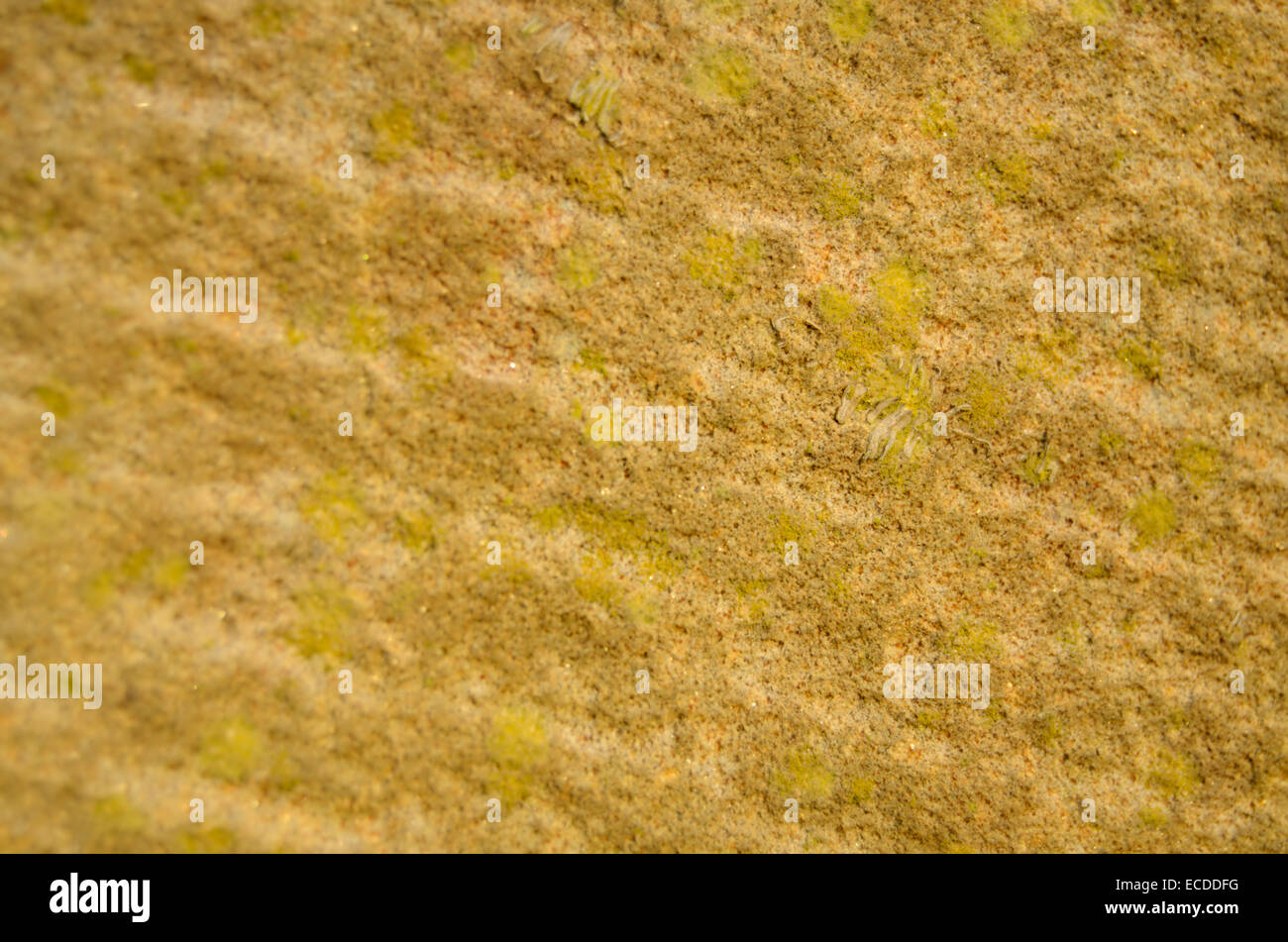 Lichen spots on yellow sandstone - textured background    (File: Glasgow-57-0004) Stock Photo