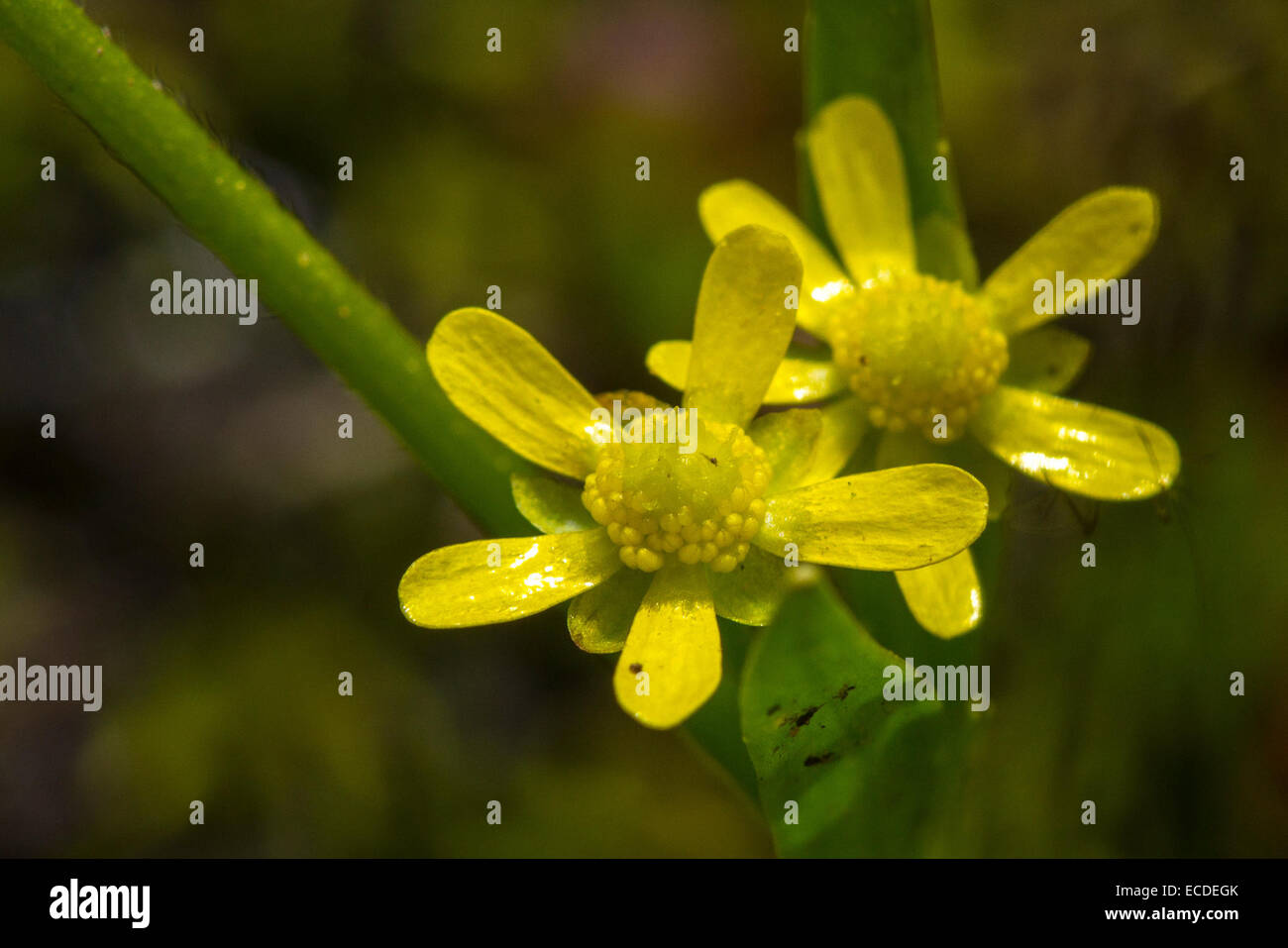 Lesser Spearwort   Ranunculus flammula Stock Photo