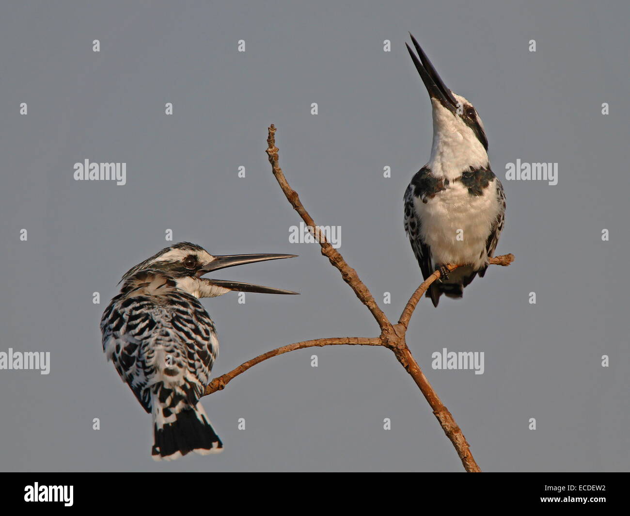 Pied Kingfishers Stock Photo