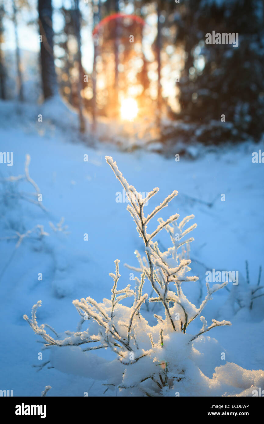Frozen blueberry twig in last warm sunlight of the day Stock Photo