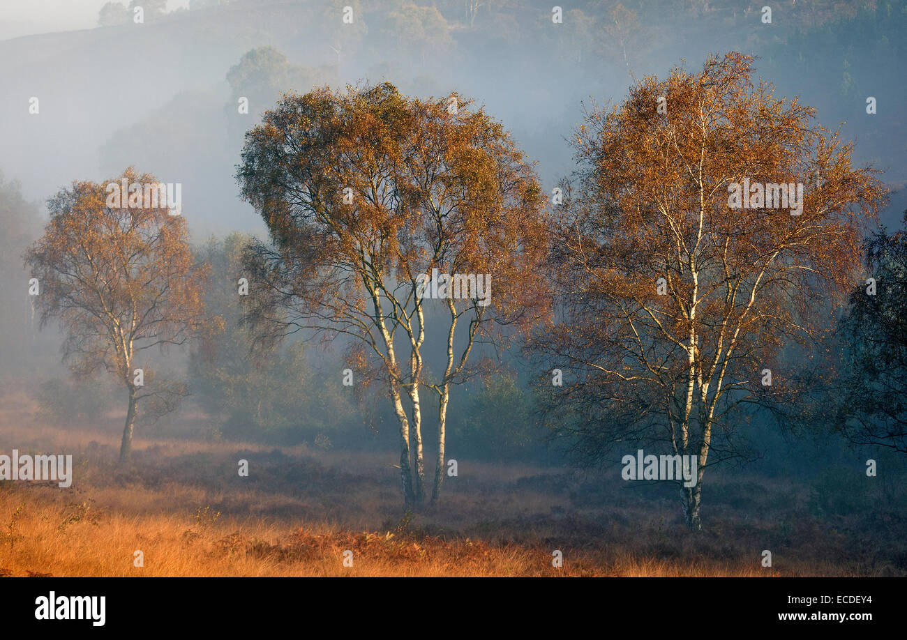 Birch trees shrouded in mist on the heath in autumn in Cannock Chase ...