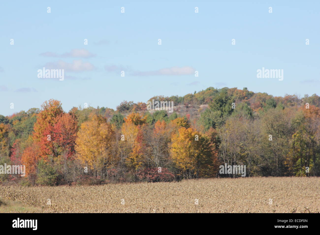 Trees along the edge of a crop field changing to autumn colors Stock