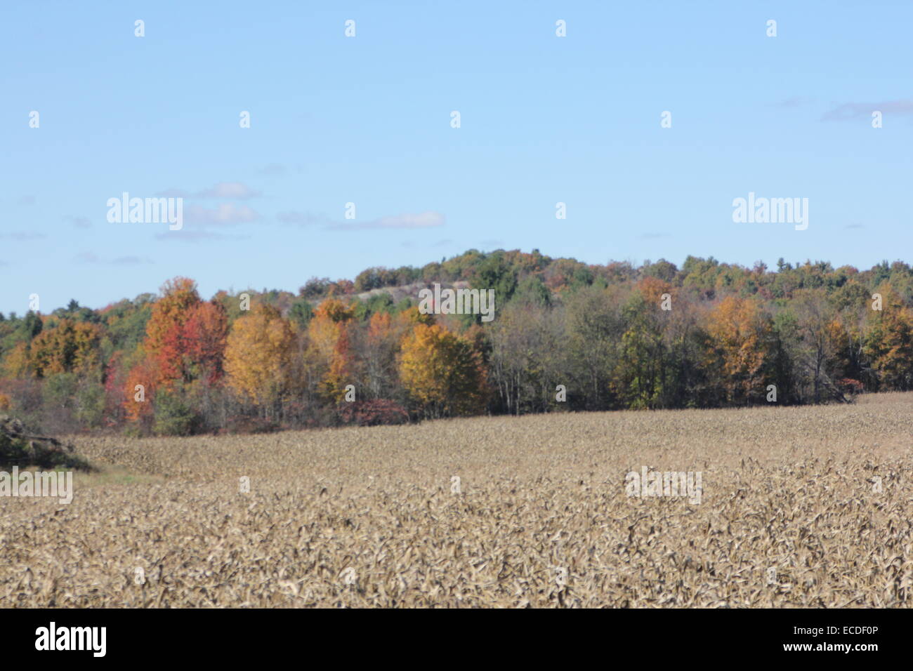 Trees along the edge of a crop field changing to autumn colors Stock ...