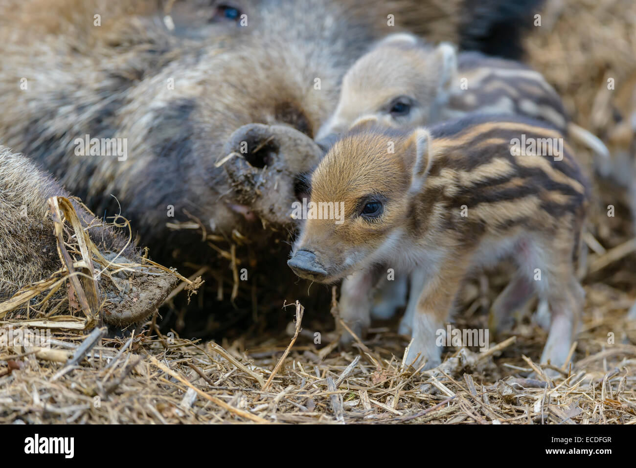 Wildschwein, Sus scrofa, wild boar Stock Photo