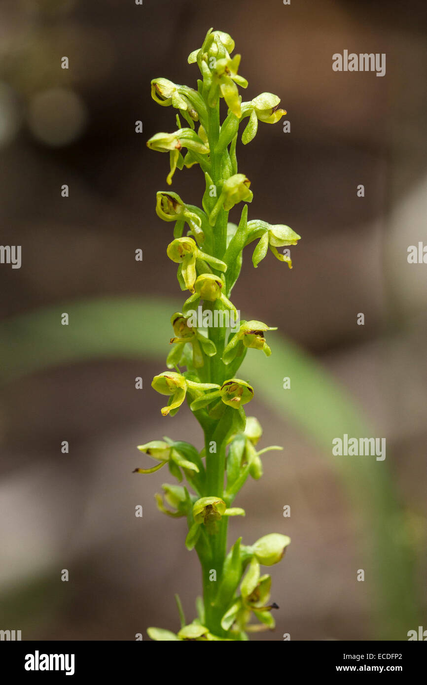 Northern Green Rein Orchid   Platanthera hyperborea Stock Photo