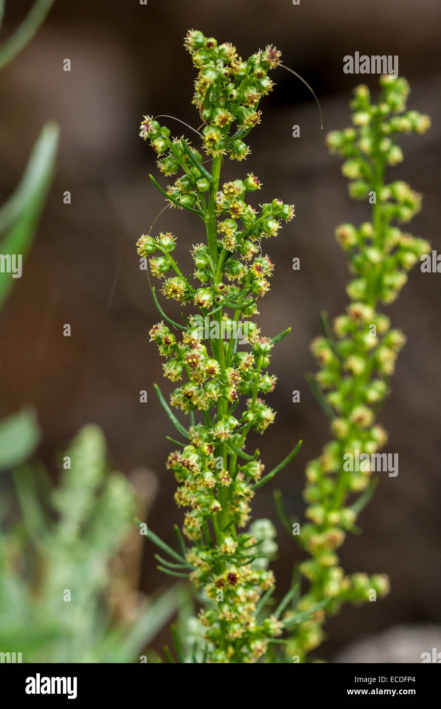 Northern Wormwood   Artemisia campestris Stock Photo