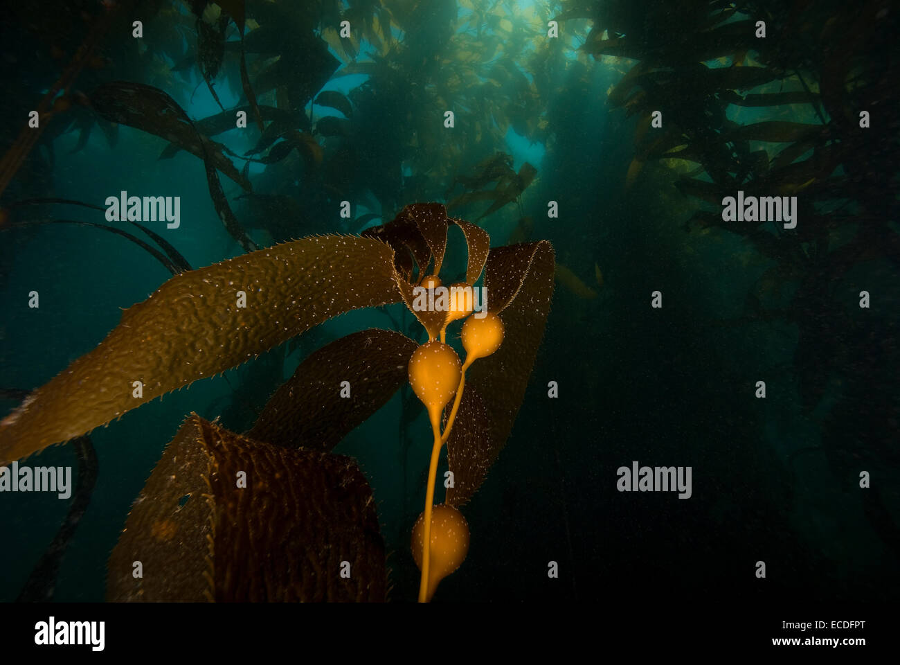 Underwater California Kelp Forest Stock Photo Alamy