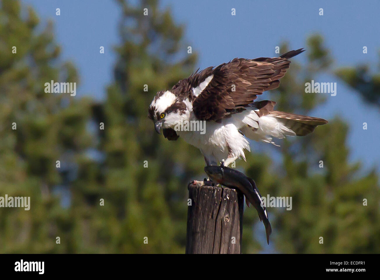 Osprey with Trout, Rt 72, 8 1 2013 Stock Photo