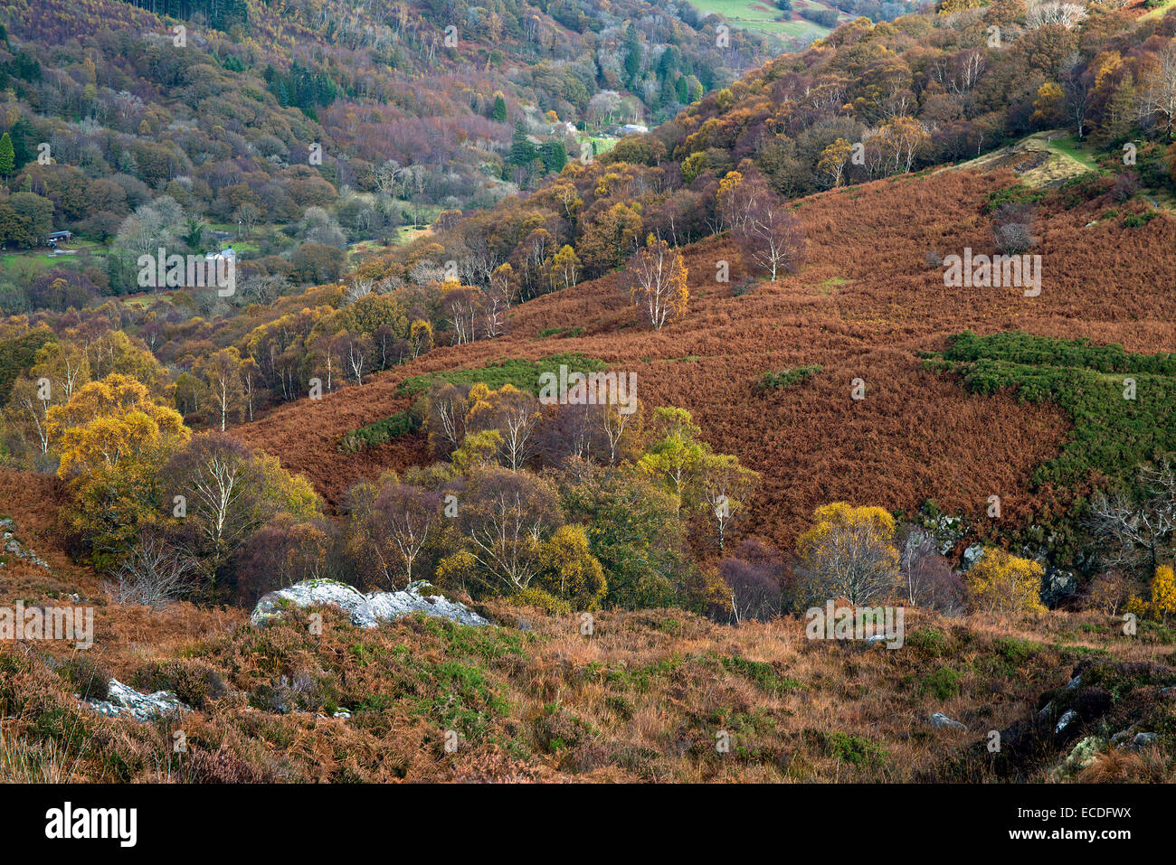 View of the Crafnant Valley and lightly wooded hillside in autumn from the northern end of Llyn Geryonydd Snowdonia National Stock Photo