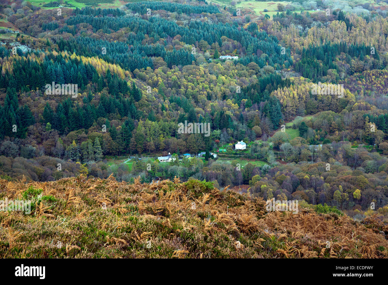 View from the northern end of Llyn Geirionydd to the wooded slopes of the Afon Crafnant valley in autumn Trefriw Snowdonia Natio Stock Photo