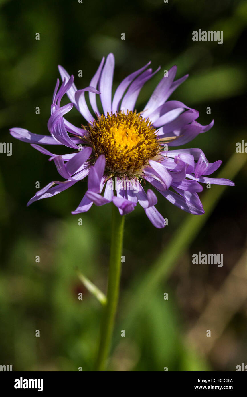 Siberian Aster   Aster sibiricus Stock Photo