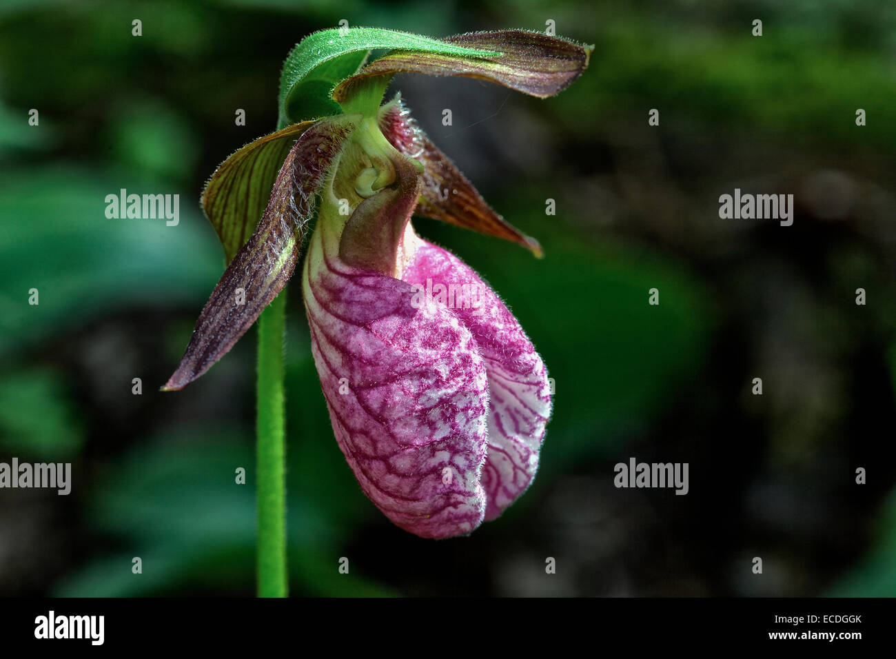 Pink lady's slipper, a North American orchid Stock Photo