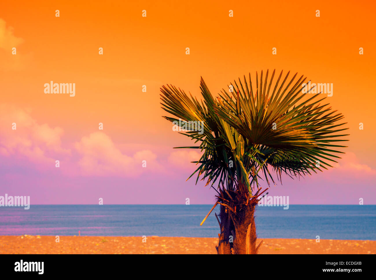 Palm tree on the beach at sunset Stock Photo - Alamy