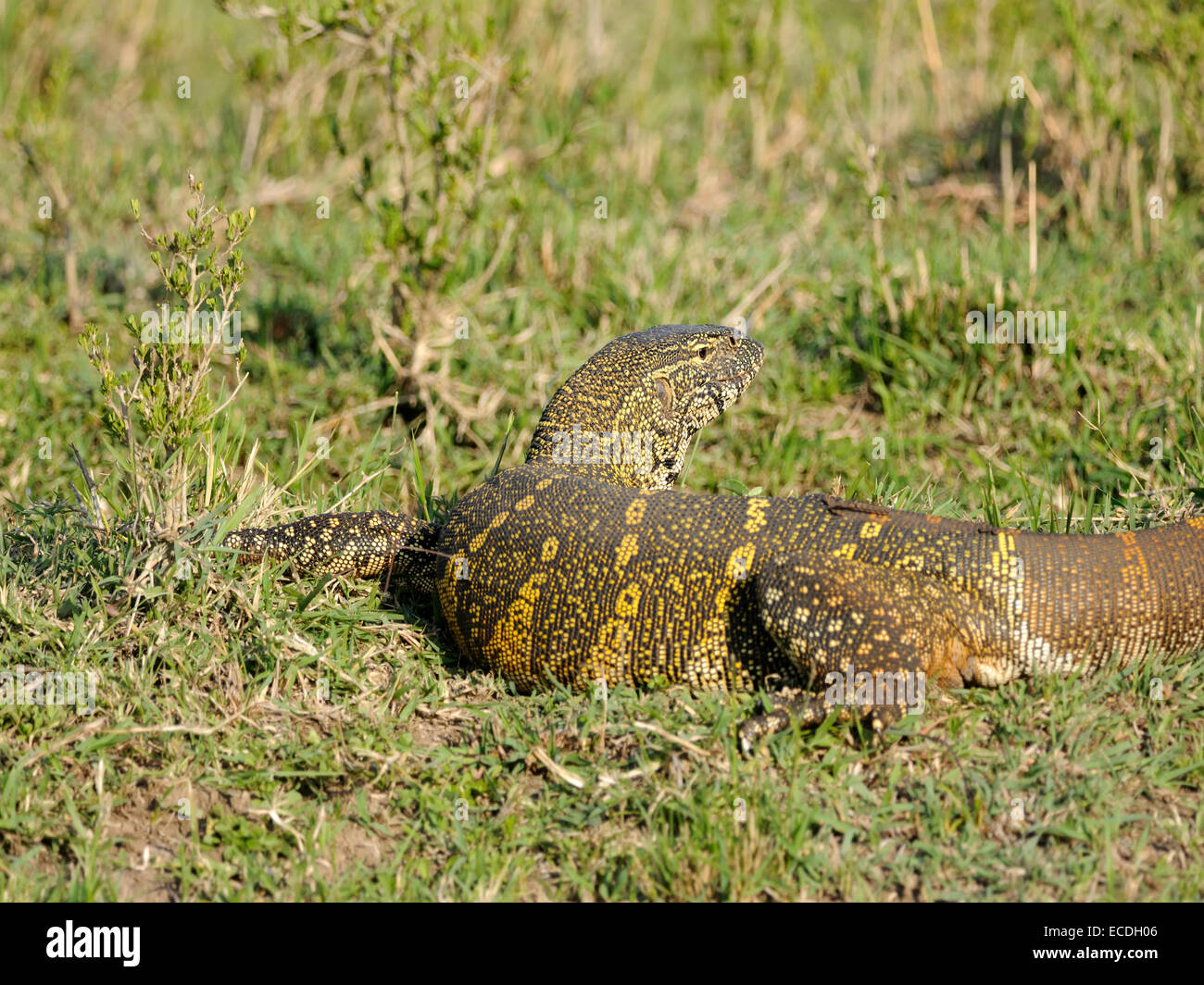 A monitor lizard ( Varanus indicus ) stalks its prey in a marsh of the Kenyan Masai Mara Stock Photo