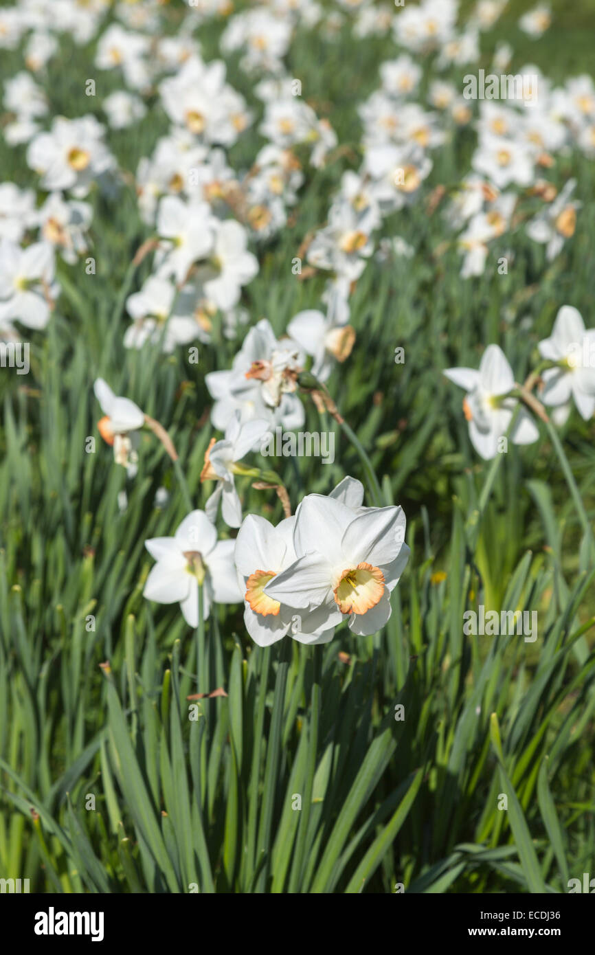 st patricks day large cupped daffodil flowers