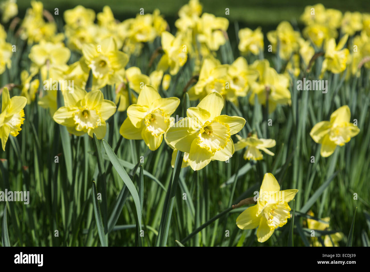 Close up of a group of Narcissus 'Saint Patrick's Day', a large cupped spring flowering daffodil with lemon yellow petals Stock Photo