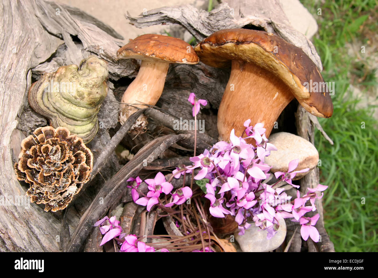 A close up of wild forest mushrooms boletus arranged with flowers in a ...