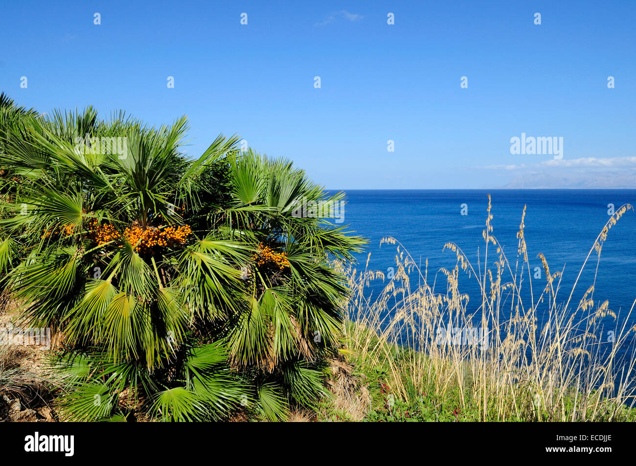 A beautiful Dwarf palms (Chamaerops humilis) into Riserva Naturale dello Zingaro, Zingaro nature reserve, near Scopello, Sicily Stock Photo