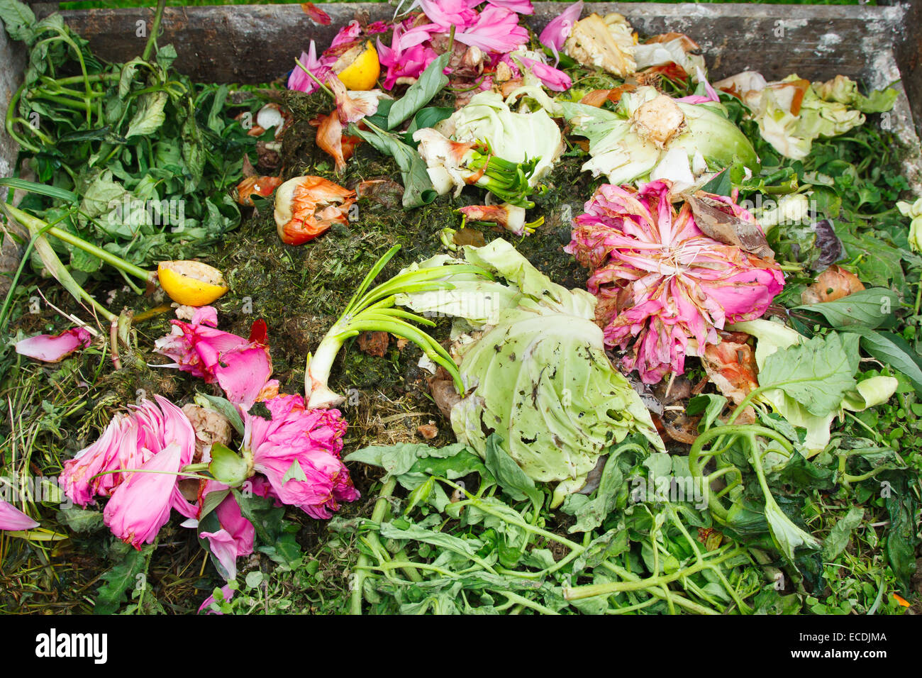 Compost bin in the garden. Composting pile of rotting kitchen fruits and vegetable scraps Stock