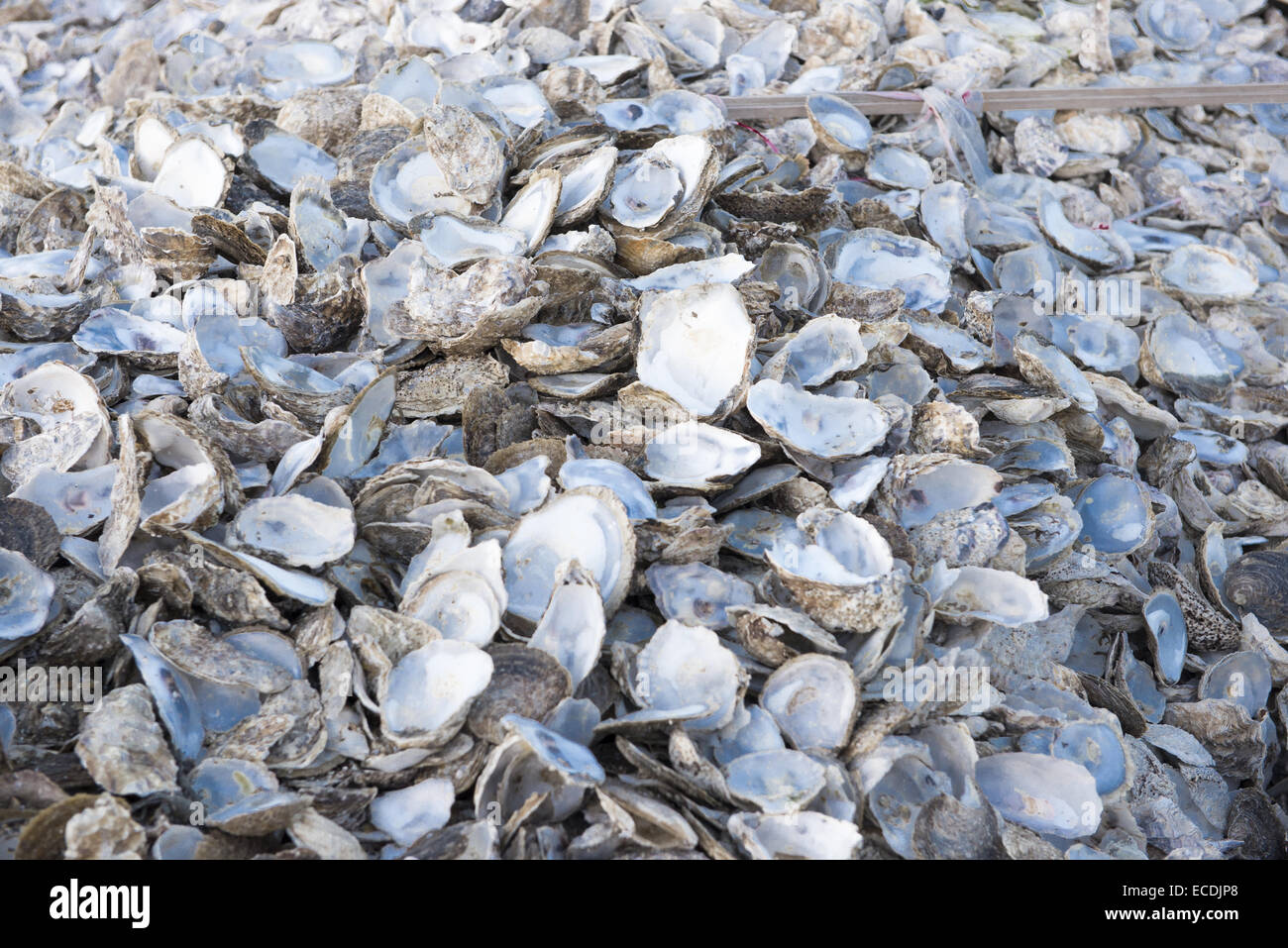 Oyster shells piled on the beach for recycling at Whitstable Bay, Kent, England Stock Photo