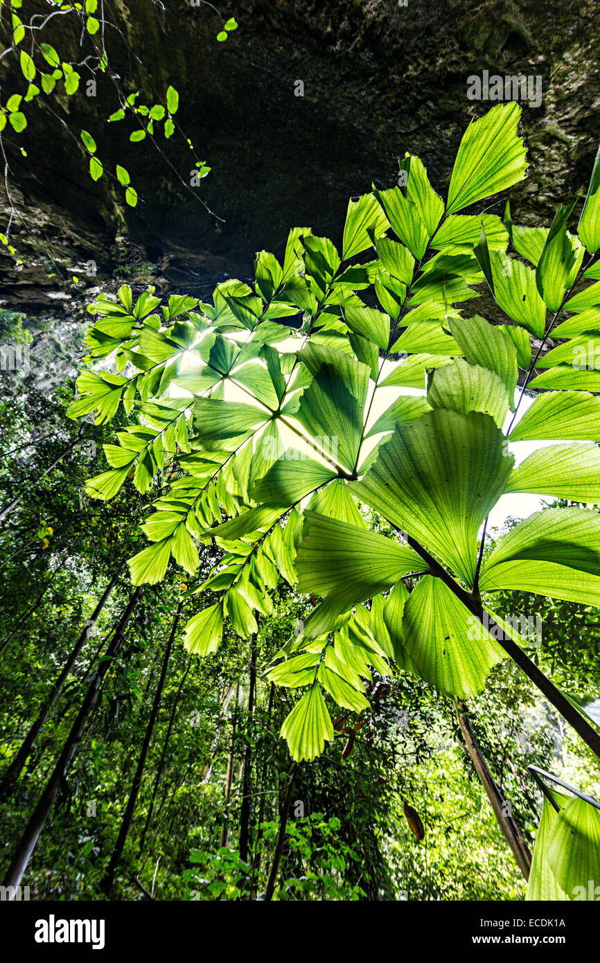 Rainforest leaves sarawak malaysia hi-res stock photography and images ...