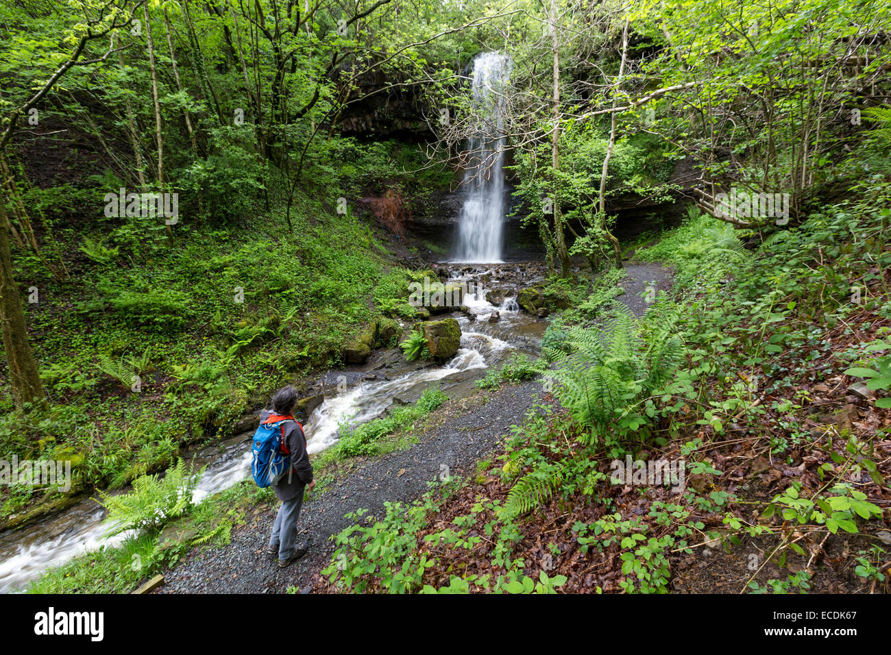 Waterfall and walker, Clydach Gorge, Wales, UK Stock Photo