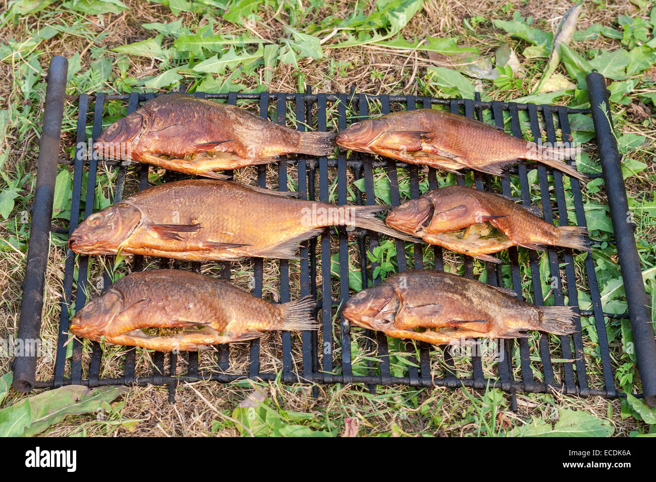 Smoked fresh fish just caught in freshwater river Stock Photo Alamy