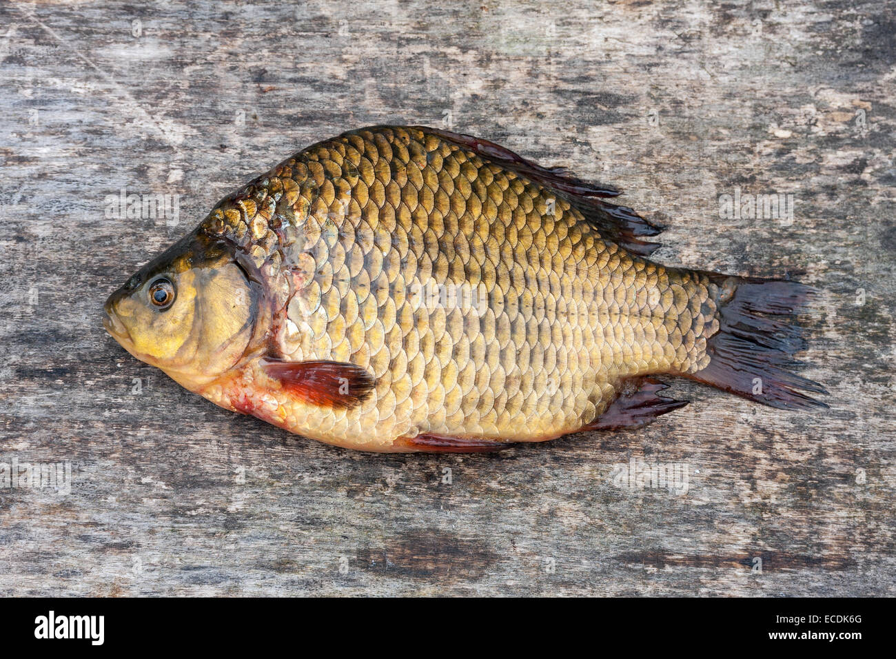 Live freshwater fish carp on a wooden board Stock Photo - Alamy
