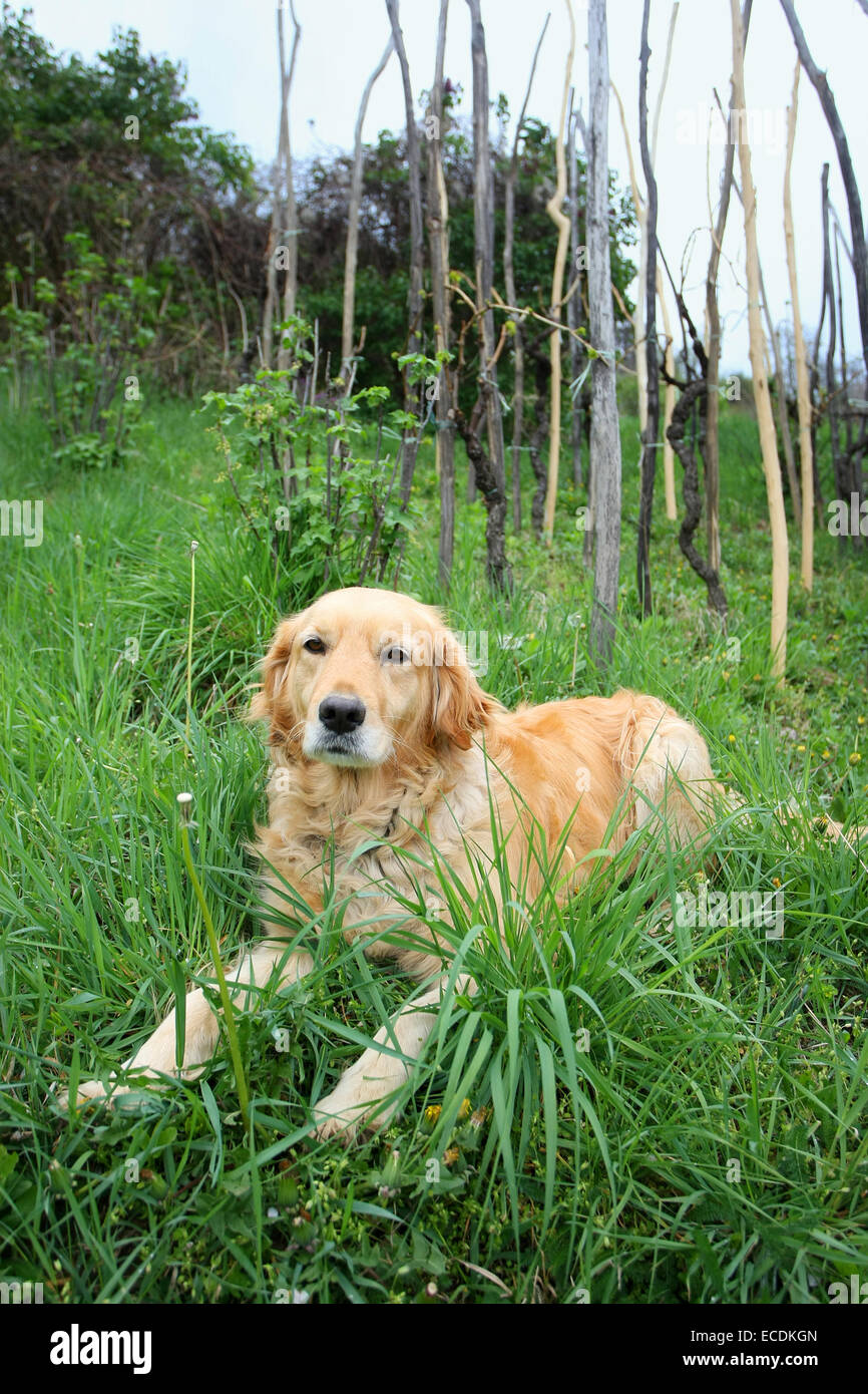 Golden retriever lying down hi-res stock photography and images - Alamy