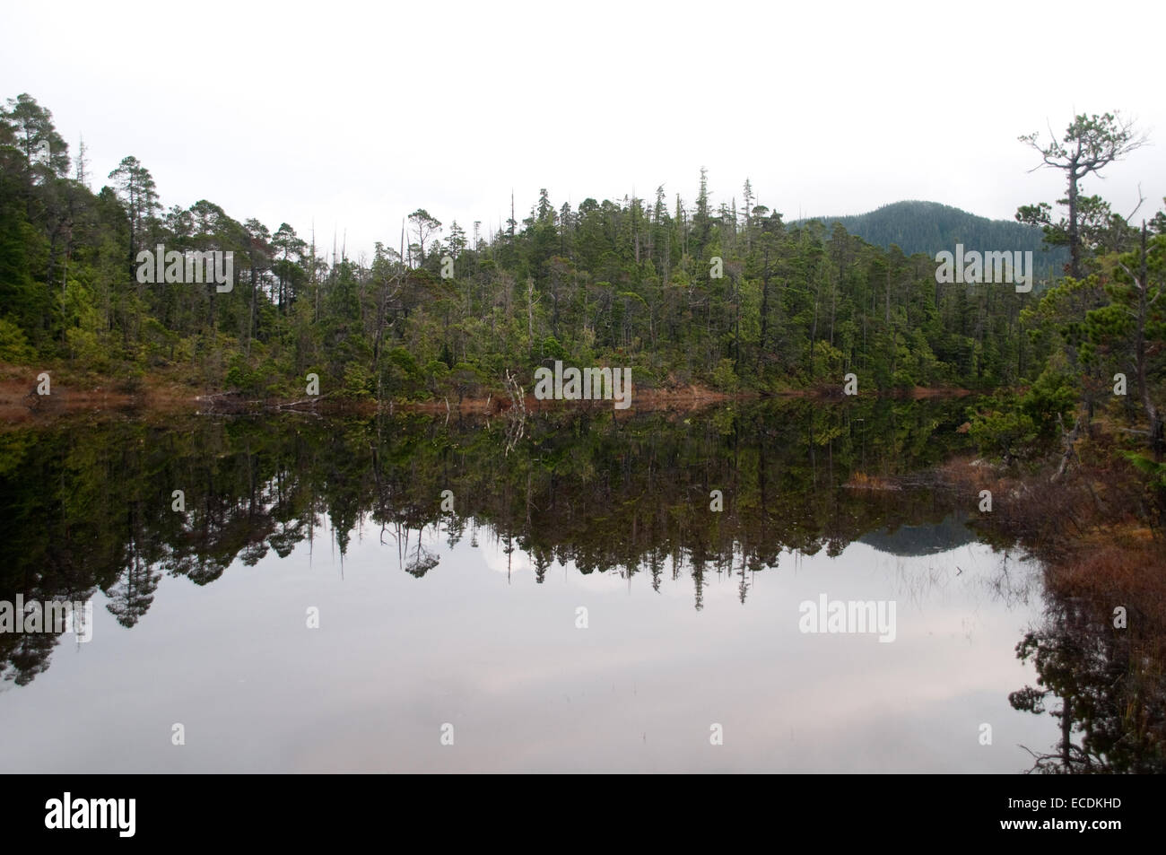 A coniferous / shorepine bog forest on Denny Island, in the Great Bear Rainforest of British Columbia, Canada. Stock Photo