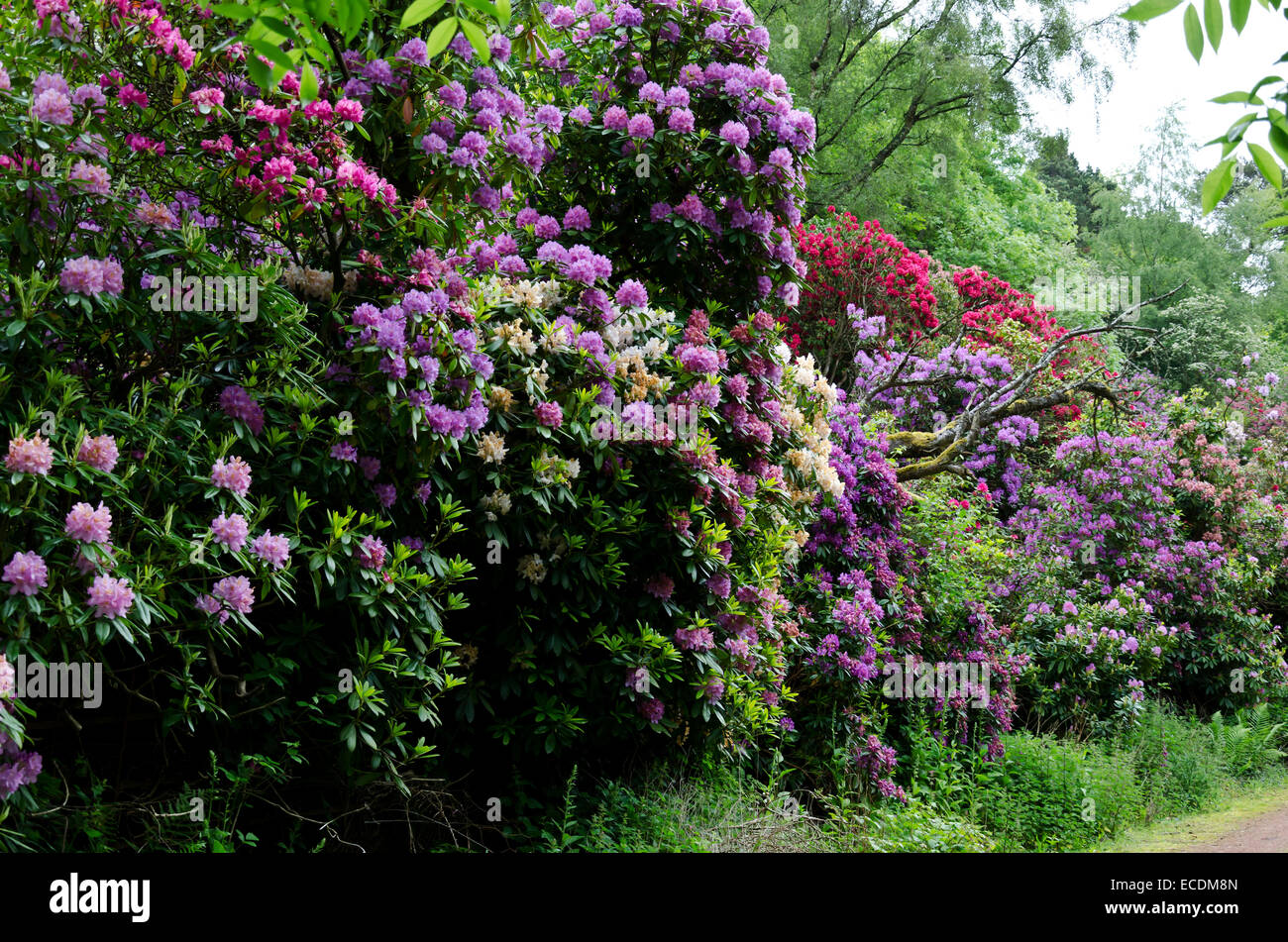 Large Rhododendron bushes in flower near South Queensferry, Central Scotland. Stock Photo