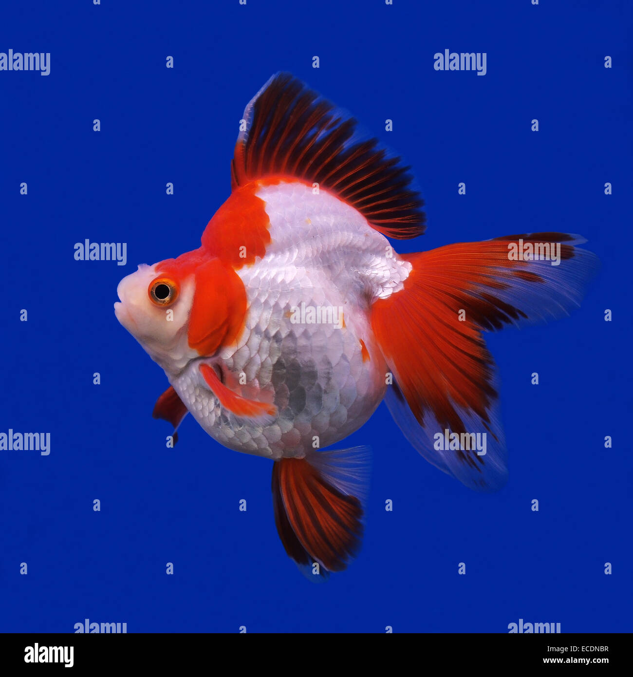 My Image 27