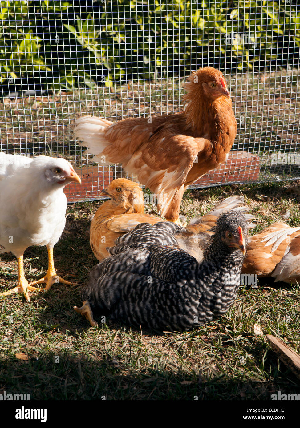 Backyard chickens sunbathing in a poultry run. Stock Photo