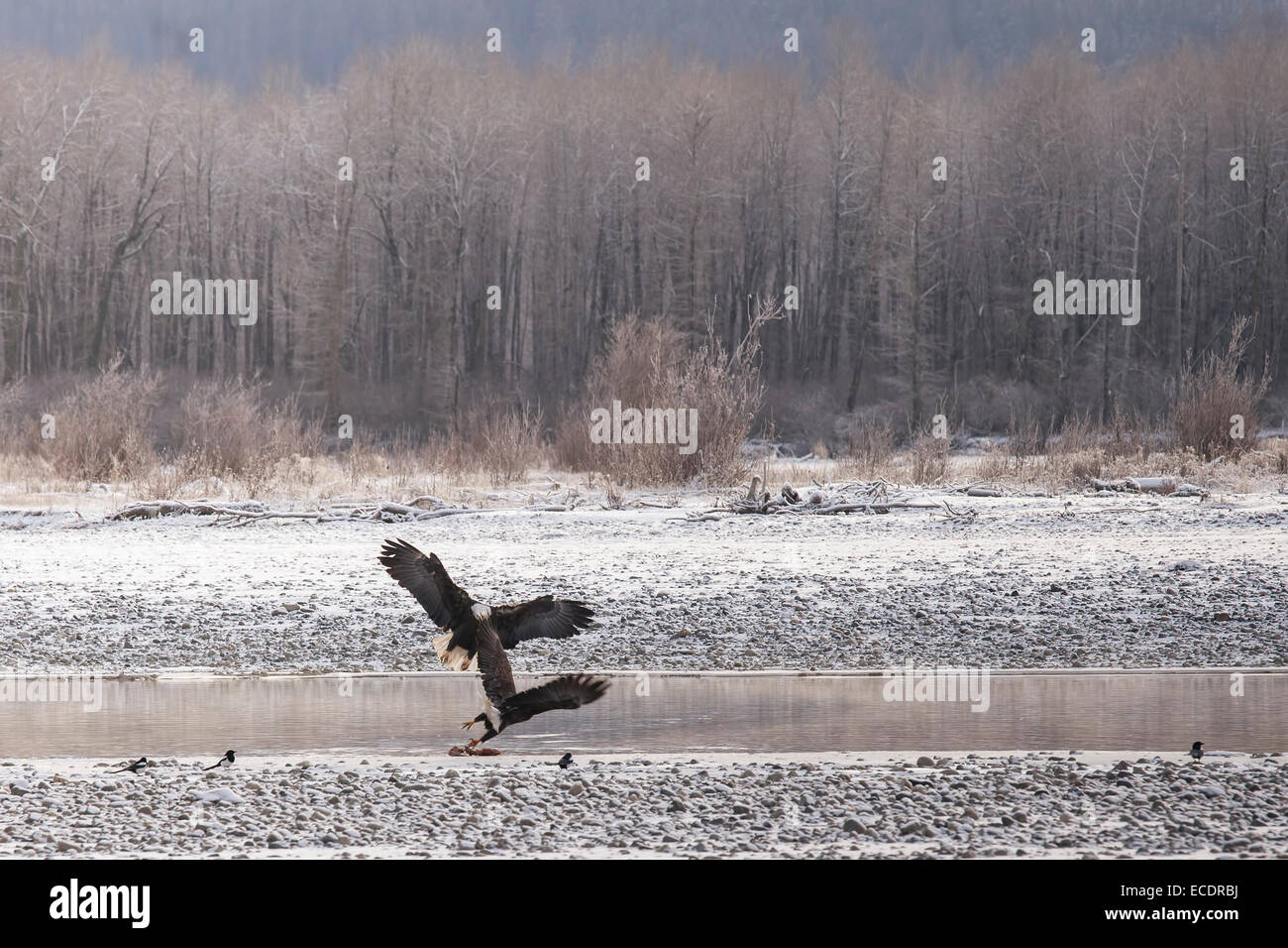 Two bald eagles interact at the Chilkat Bald Eagle Preserve near Haines Alaska. Stock Photo