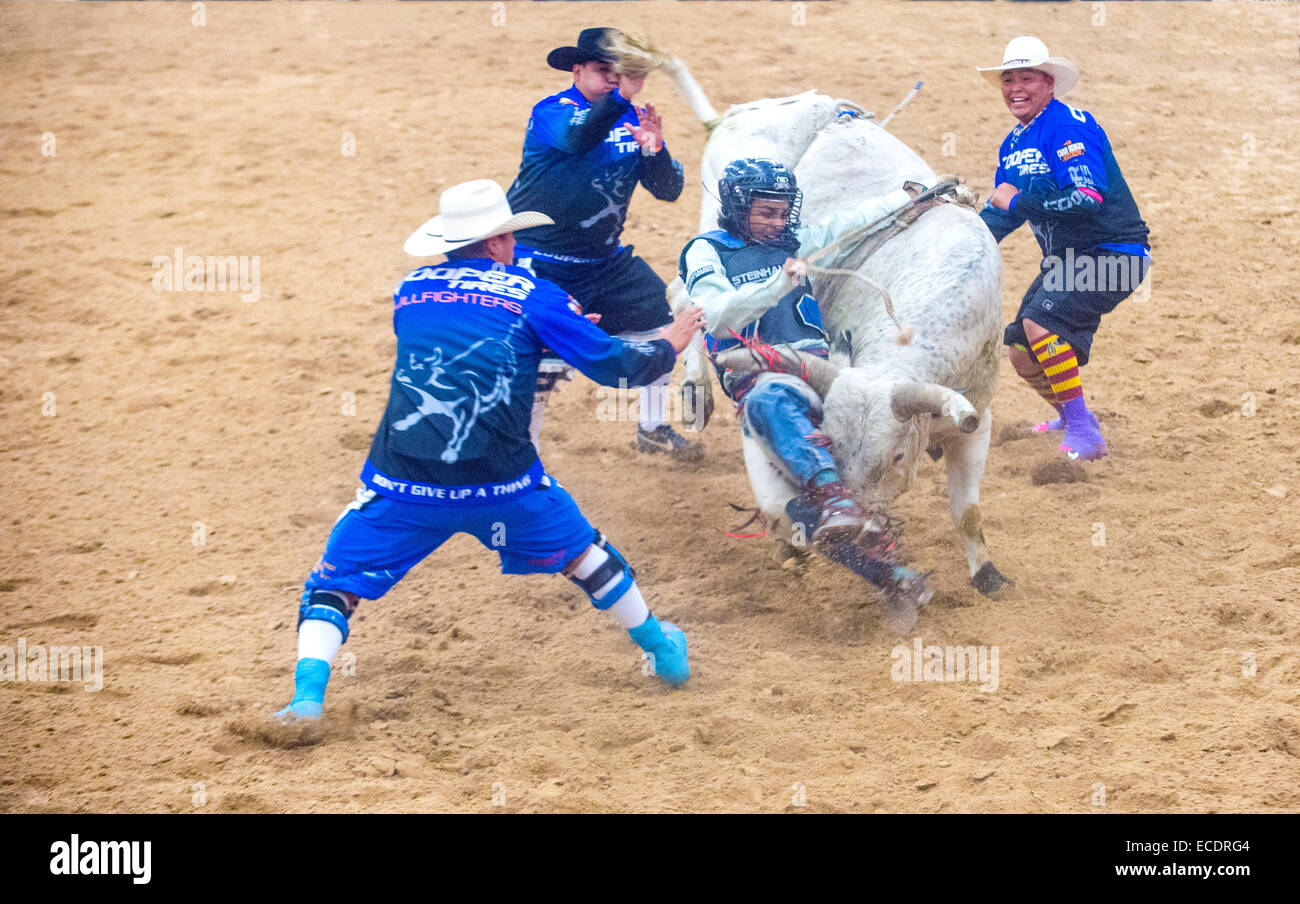 Cowboy Participating in a Bull riding Competition at the Indian ...