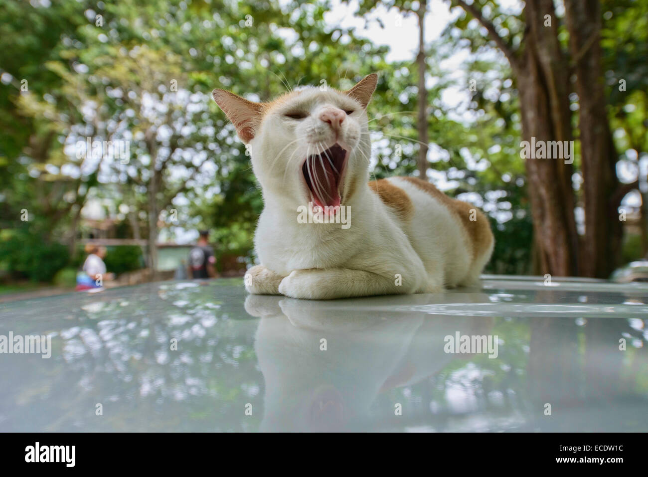 Yawning cat, Bangkok, Thailand Stock Photo Alamy