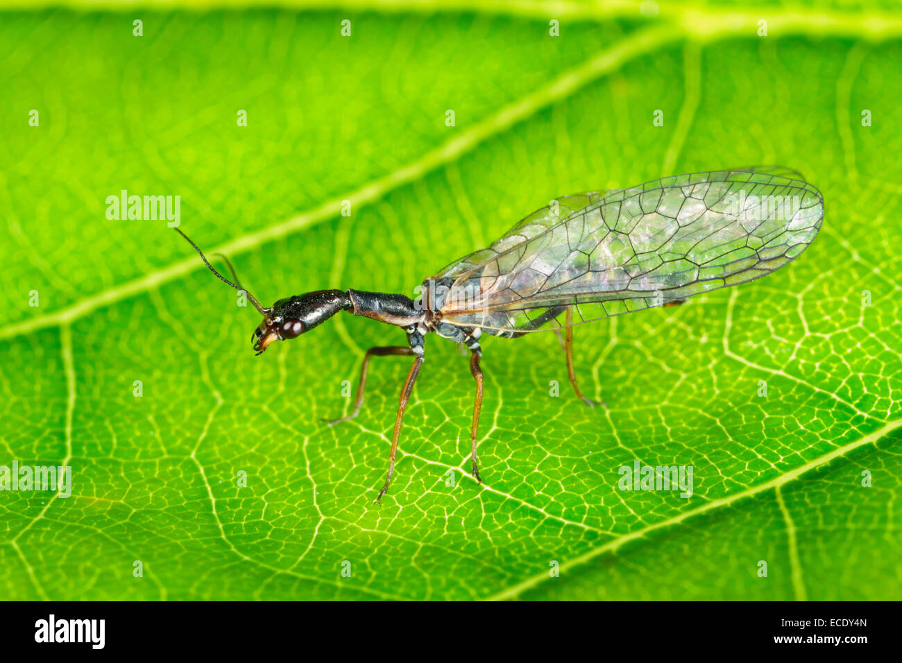 Snakefly Atlantoraphidia maculicollis adult resting on a leaf. Powys, Wales. June. Stock Photo